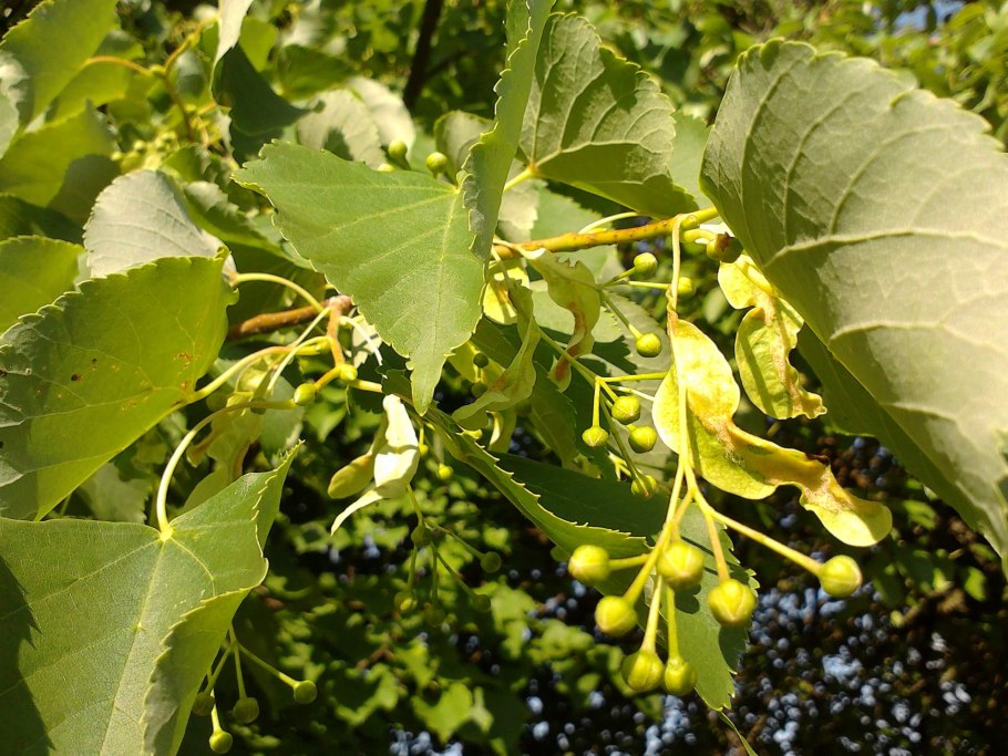 Липа мелколистная сердцевидная