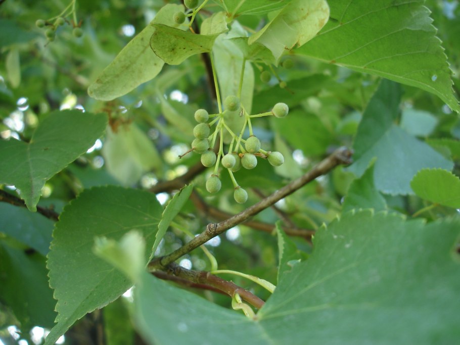 Липа мелколистная ягода