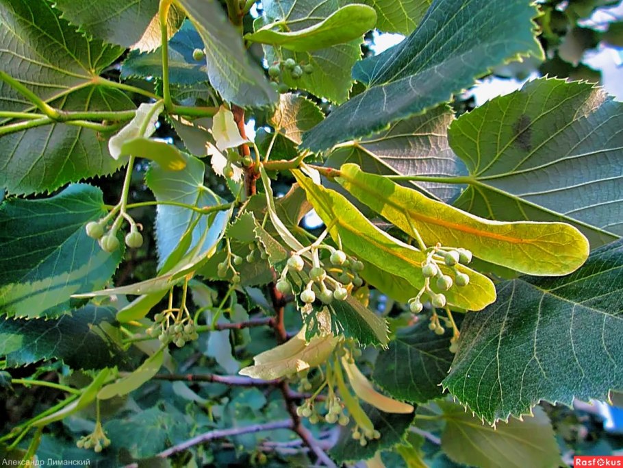 Плоды липы фото