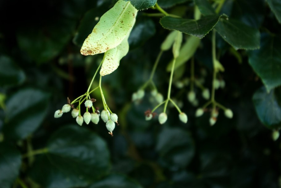 Липа дерево