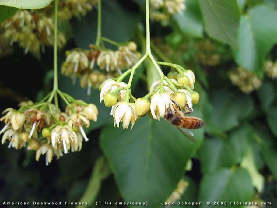 Цвет и плоды липы после цветения