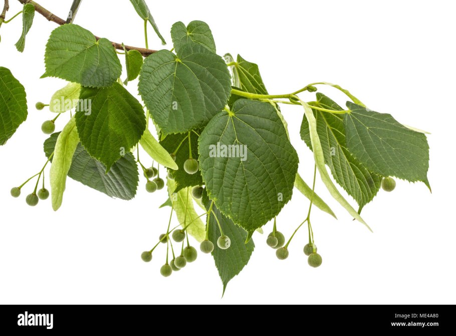 Липа листья и плоды