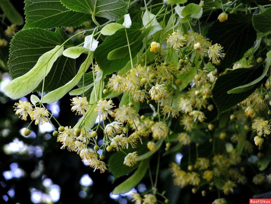 Липа виноградолистная