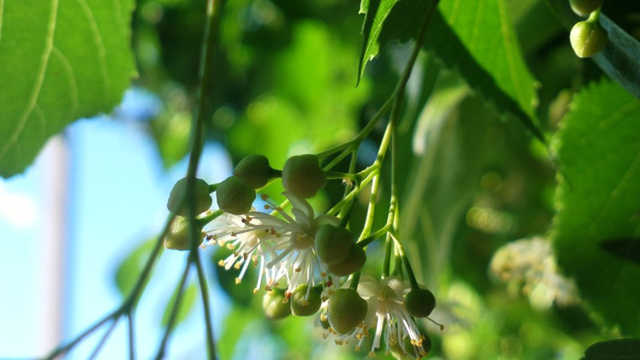 Липа отцвела