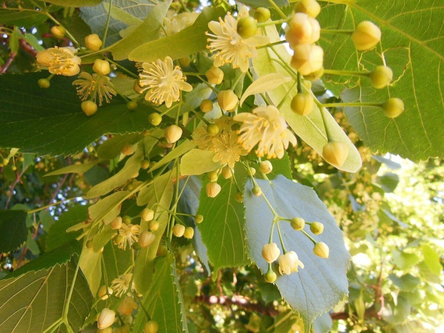 Липа крупнолистная дерево