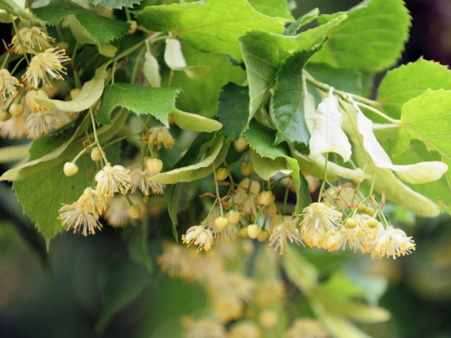 Липа сердцевидная