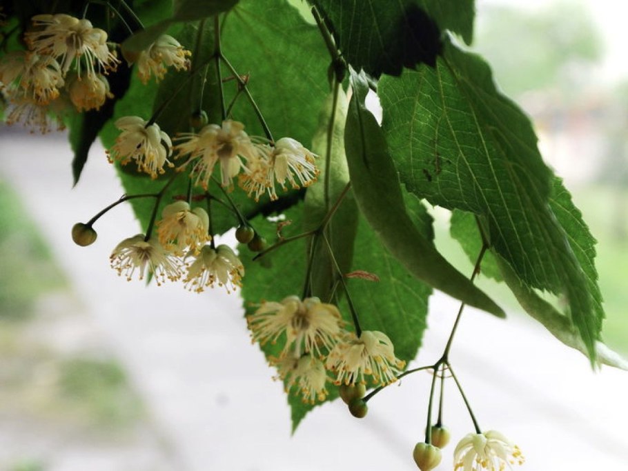 Парусовидные листья плода липы