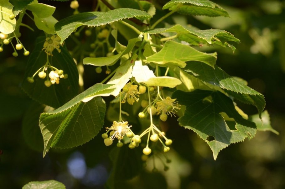 Липа широколиственных лесов