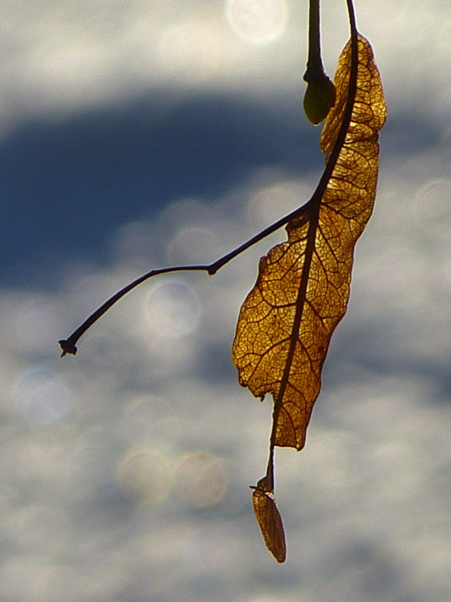 Липа семена и листья