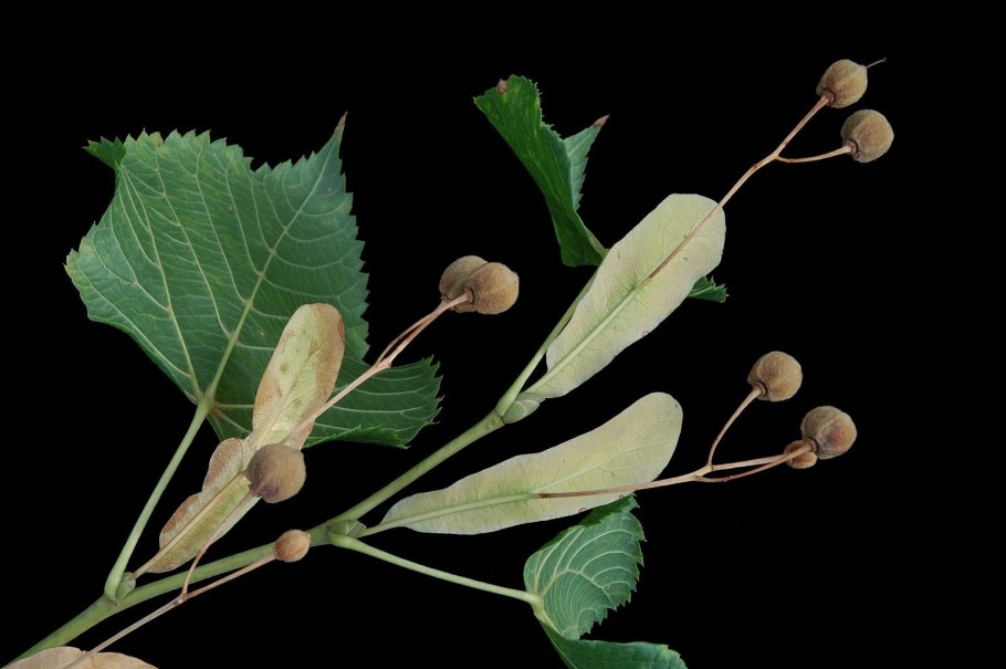 Лира мелколистная плоды