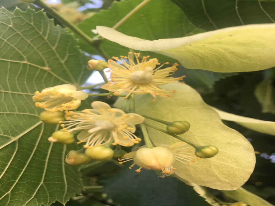 Японская липа дерево