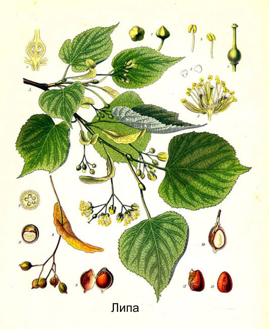 Липа сердцевидная ботаника