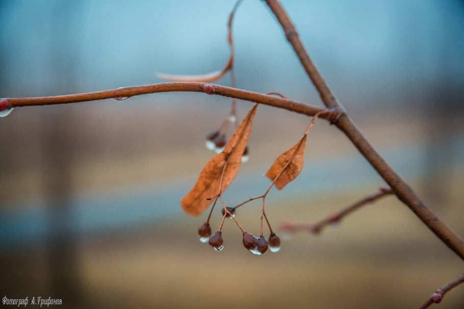Осень ноябрь картинки