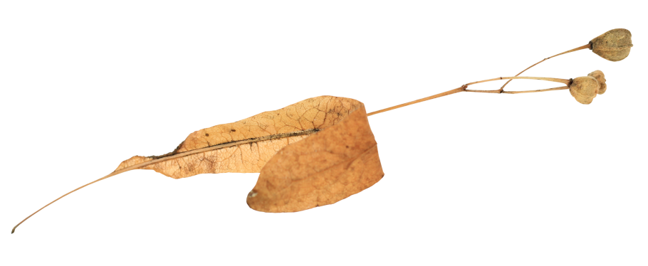 Плоды липы для детей