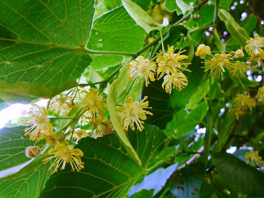 Липа сердцелистная (Tilia cordata)