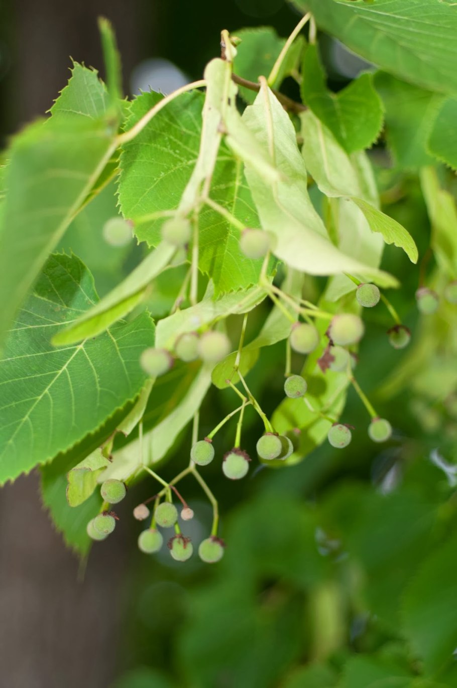 Липа крупнолистная плоды