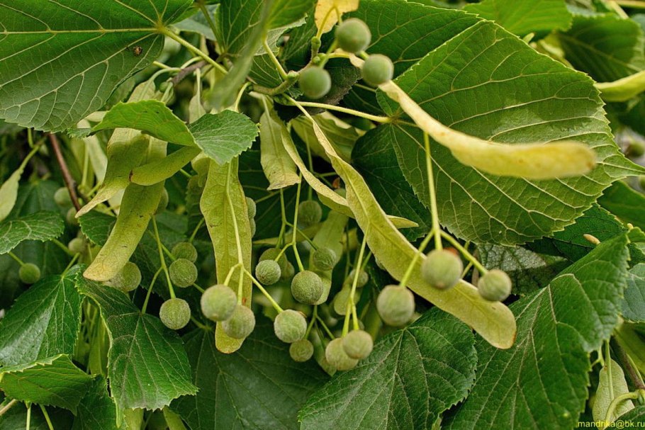Липа крупнолистная плоды