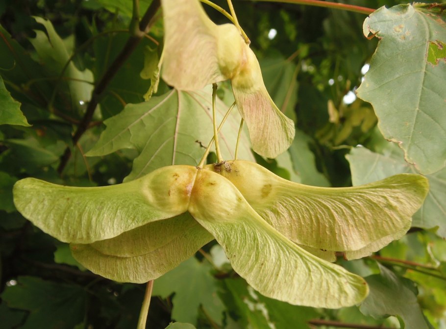 Клен остролистный крылатка