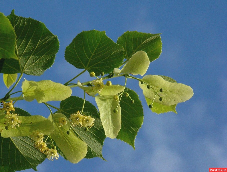 Семена липы крупнолистной