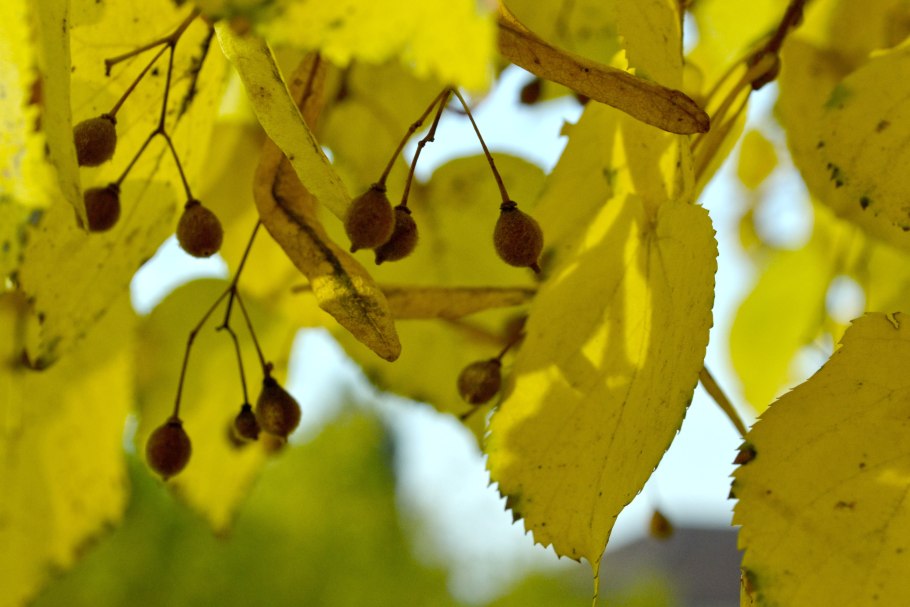 Липа мелколистная осенью