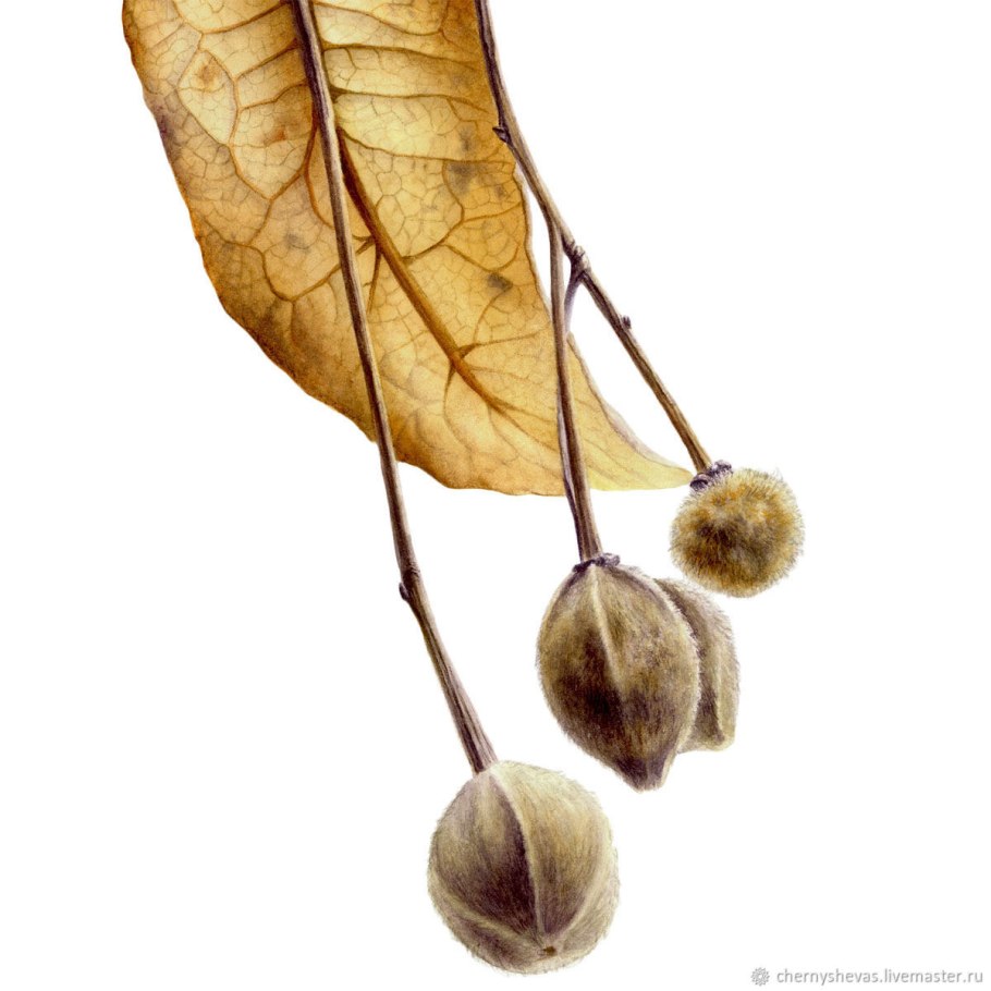 Семена липы