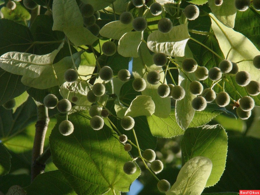 Липа мелколистная семена