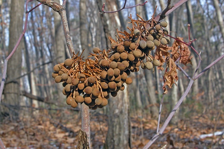 Липа маньчжурская Tilia mandshurica листья