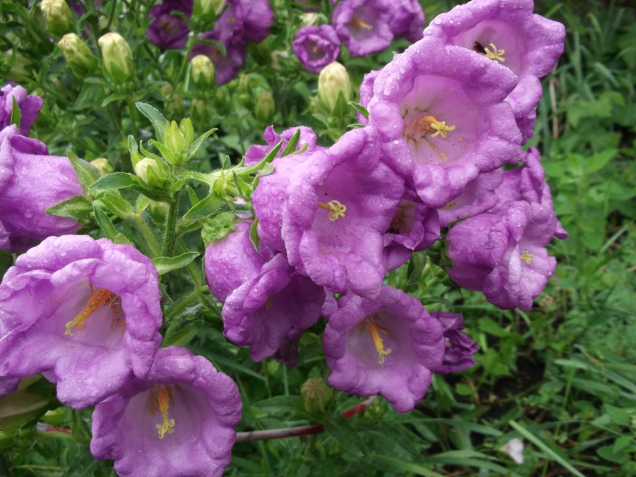 Campanula Medium l. колокольчик средний
