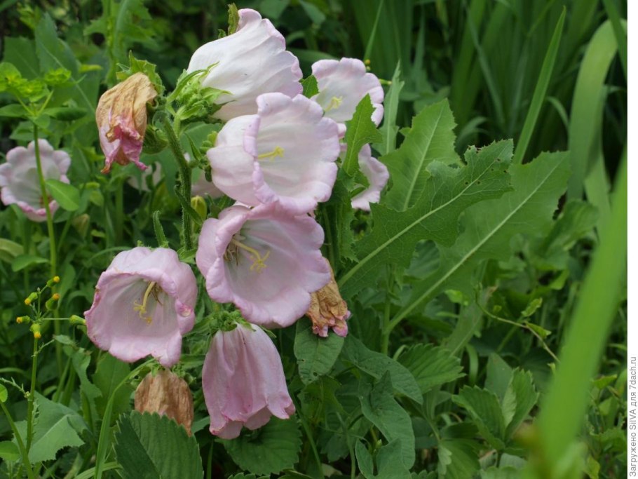 Колокольчик персиколистный ла Бон ами