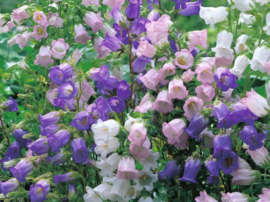 Колокольчик(Campanula) Mila