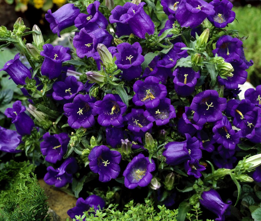 Кампанула Блауранка