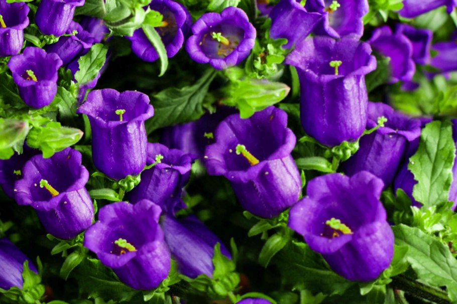 Колокольчик средний Кампанелла Блю