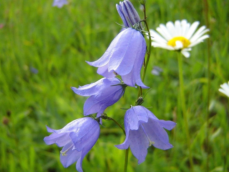 Колокольчик полевой