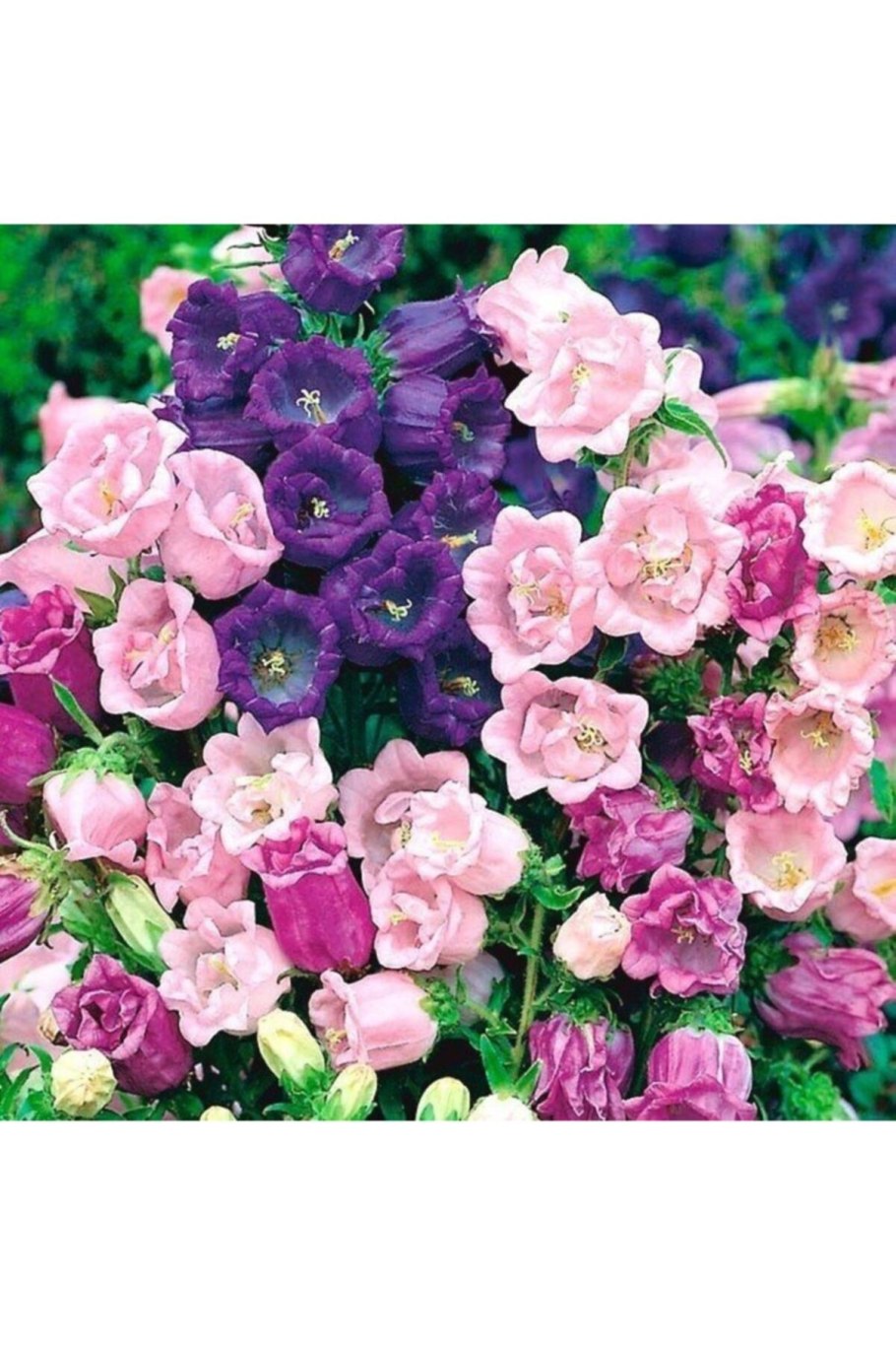 Колокольчик Кампанула семена