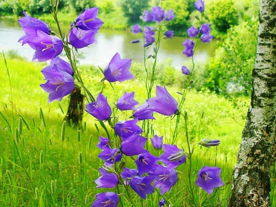 Колокольчик Луговой цветок