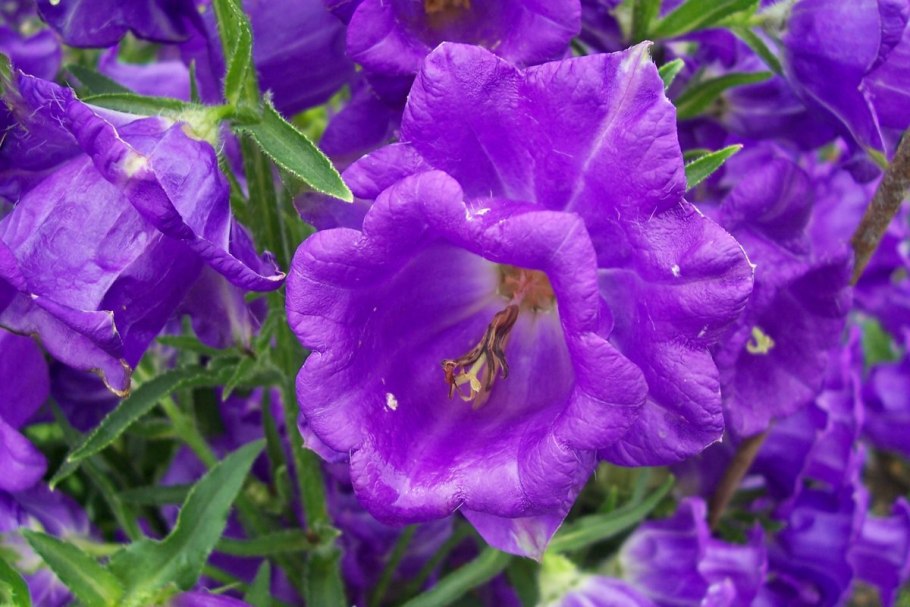 Колокольчик Кампанула Медиум