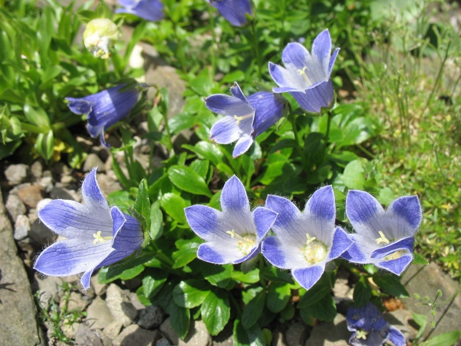 Campanula chamissonis