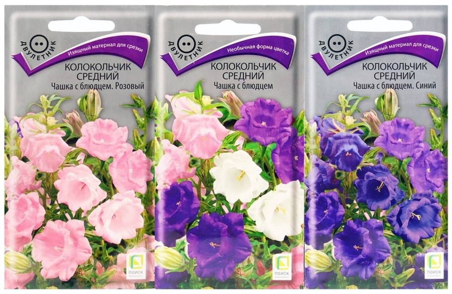 Колокольчик Кампанула Медиум