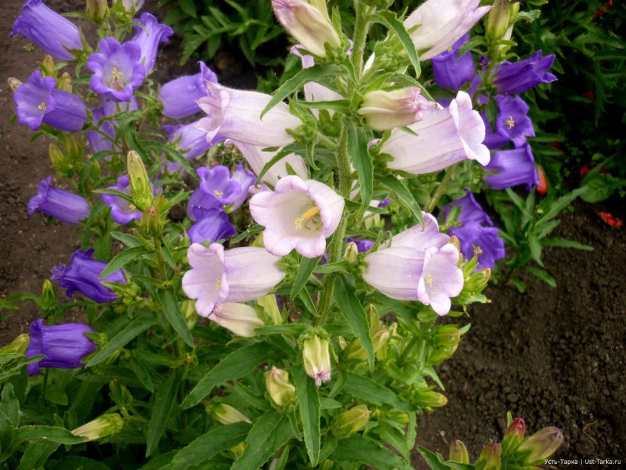 Однолетние цветы колокольчиками