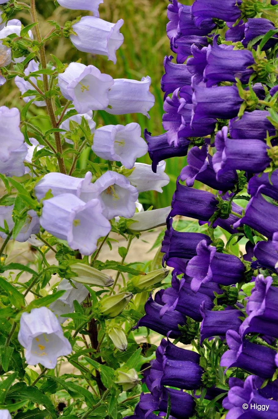 Колокольчик среднелистный