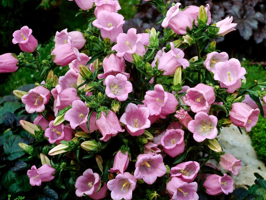 Колокольчик средний Кампана Пинк