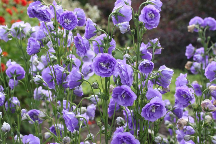 Колокольчик персиколистный бо Белль