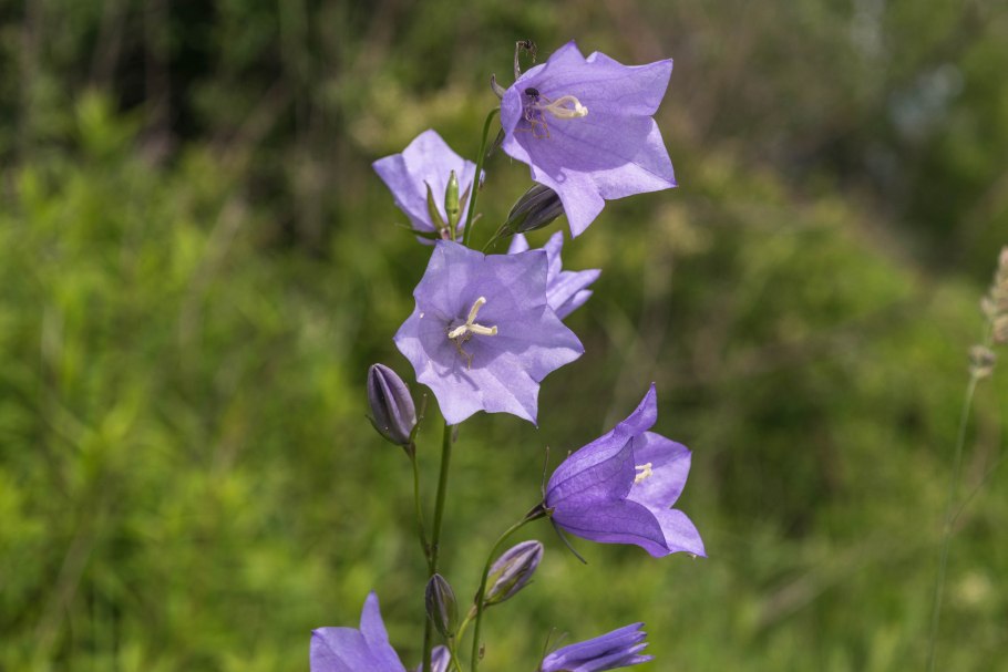 Кампанула Campanula Iris