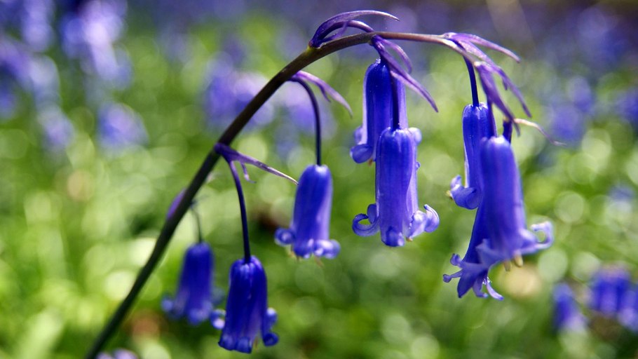Bluebell Blue' Bell