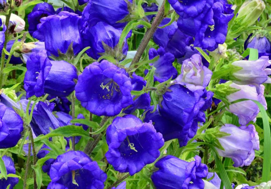 Колокольчик Кампанула многолетний