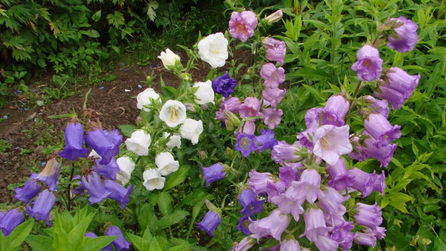 Колокольчик средний – Campanula Medium