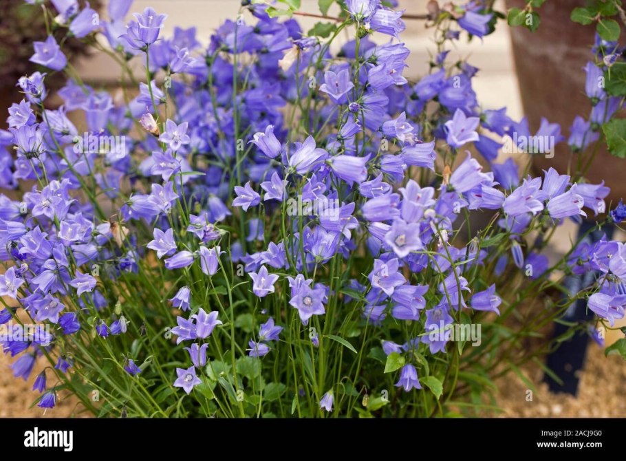 Колокольчик Кампанула многолетний