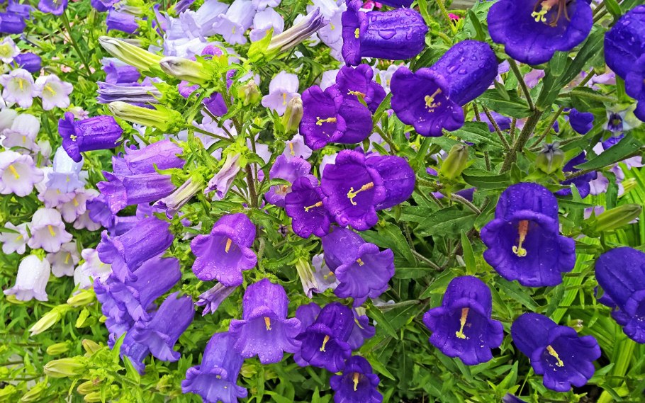 Кампанула мирабилис