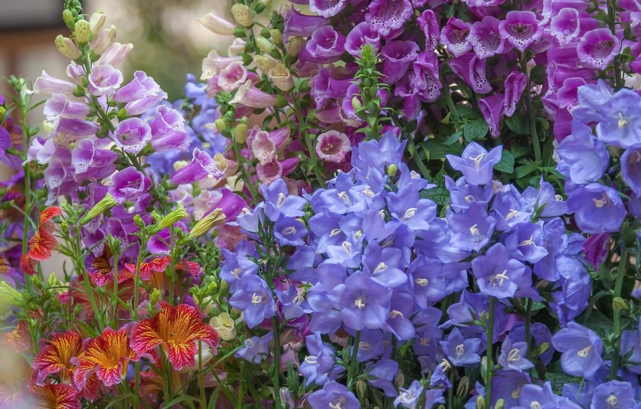 Колокольчик Кампанула