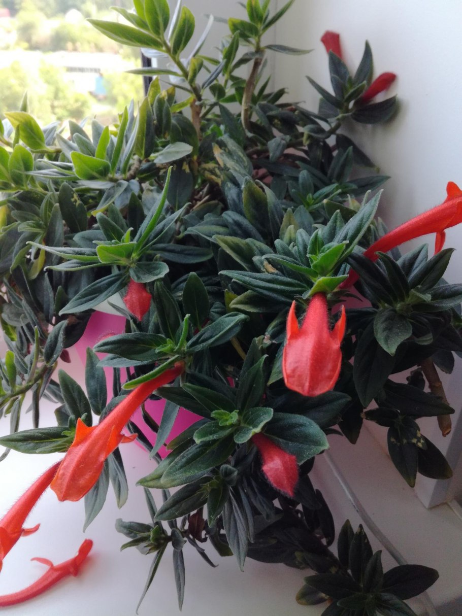 Колумнея цветок комнатный